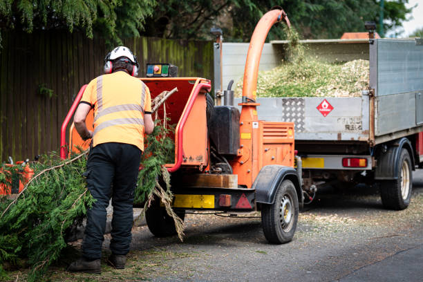 Reliable Saline, MI Tree Service Solutions